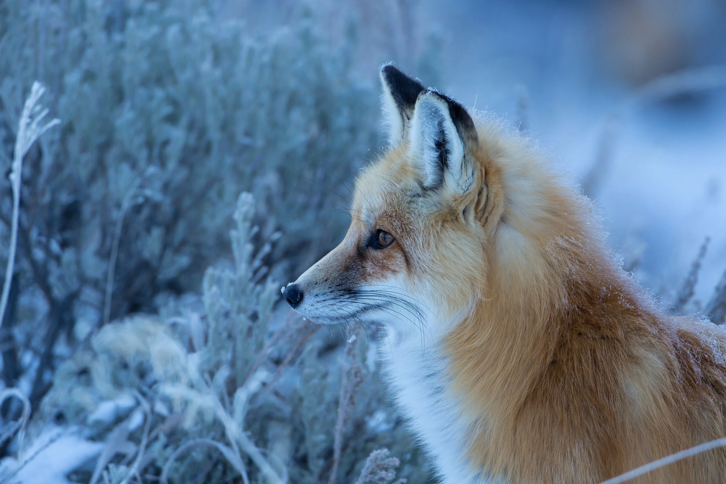Frosty+Fox.jpg?format=1000w